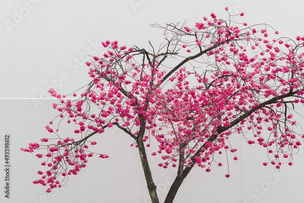 Fototapeta 満開のカンヒザクラと白壁