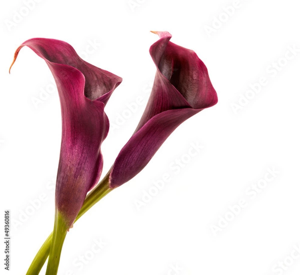 Obraz calla lilies