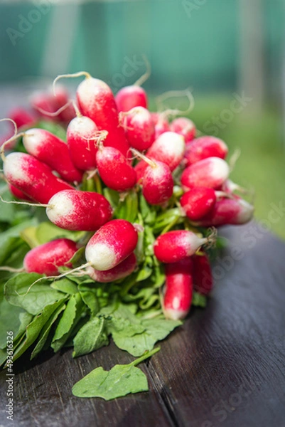 Fototapeta radish spring vegetable root harvest bunch of vegetables fresh healthy meal food diet snack on the table copy space food background rustic top view keto or paleo diet veggie vegan or vegetarian