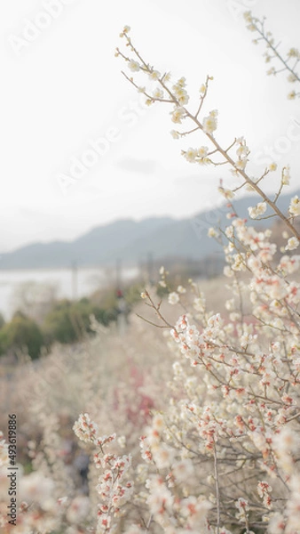 Fototapeta blooming in spring (봄에 핀 매화)