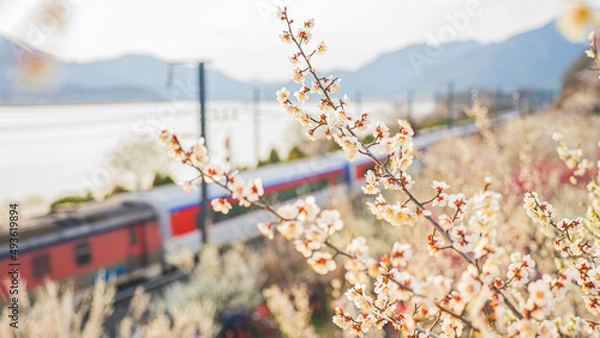 Obraz plum and train (매화와 기차)