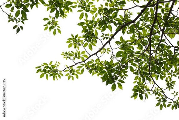 Fototapeta Green tree branch isolated on white background