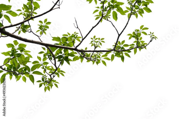 Fototapeta Green tree branch isolated on white background