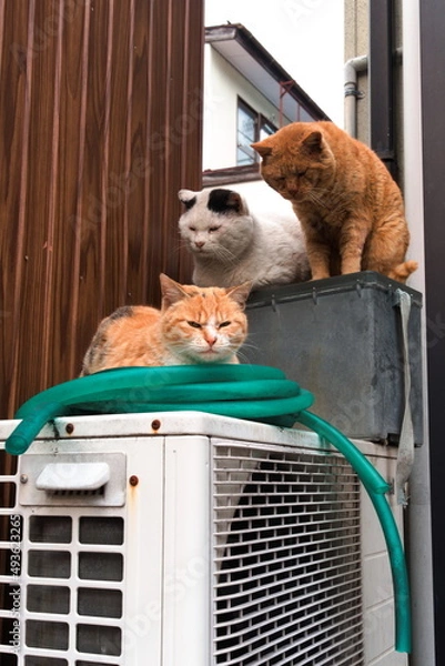 Obraz 個性的な野良猫達｜縦