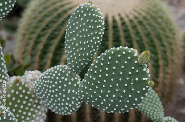 Fototapeta Opuntia microdasys cactus