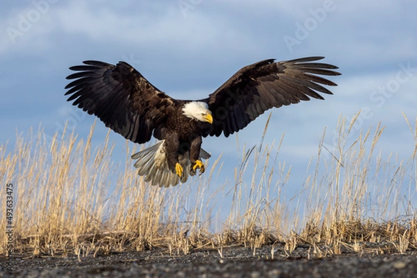 Obraz American bald eagle (Haliaeetus leucocephalus) in the Kachemak Bay area of the Kenia Peninsula Alaska USA 