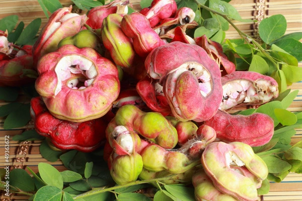 Obraz Manila tamarind