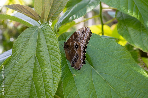 Obraz butterfly on leaf