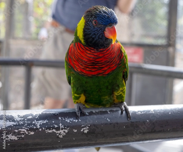 Obraz red and yellow macaw