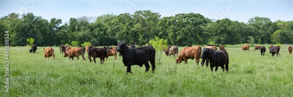 Obraz Herd of cows grazing on green pasture on the beef cattle ranch
