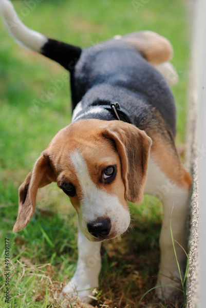 Fototapeta Close-up of dog peeing. Beagle dog peeing on the wall. dog peeing in the park. urinating.