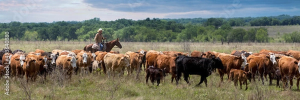 Obraz Cowboy on cutting horse moving cow calf pairs to new pasture on the beef cattle ranch