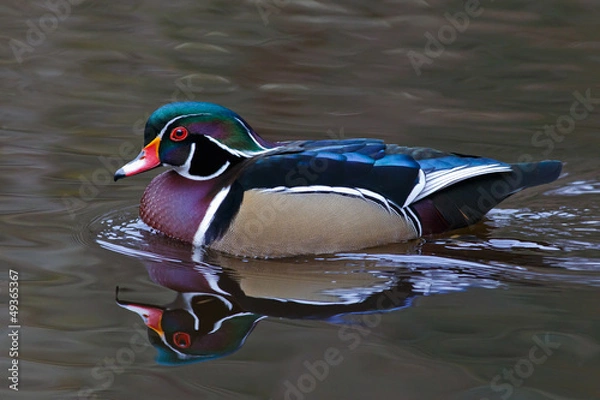 Fototapeta Wood Duck Reflection