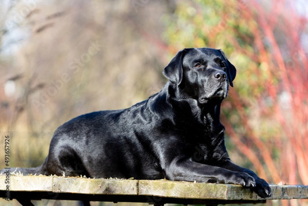 Obraz Stolzer Labrador-Retriever-Deckruede
