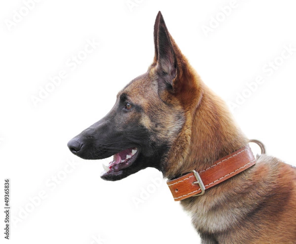 Obraz Belgian shepherd malinois isolated over white