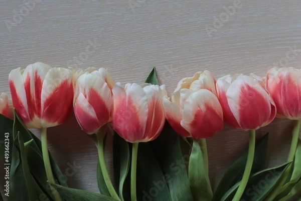 Obraz Tulips are red with a white border lying on a light surface.