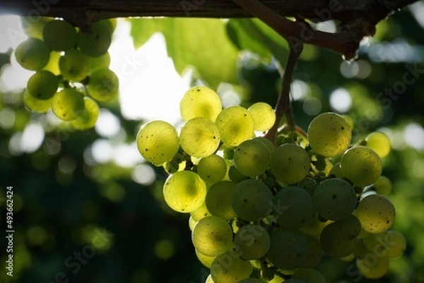 Obraz Riesling Traube