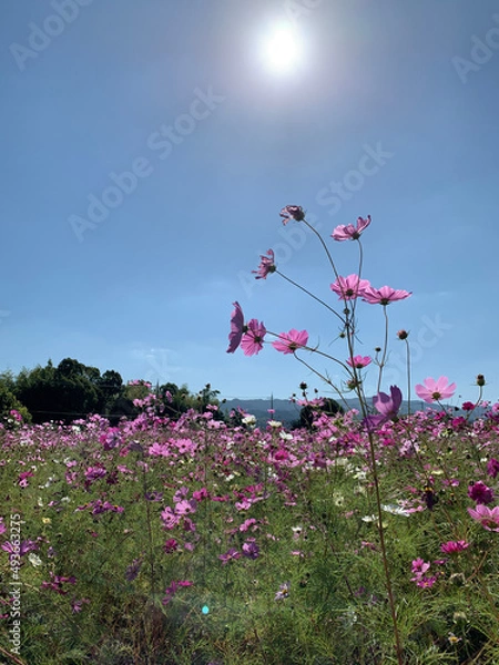 Obraz pink flowers and sky
