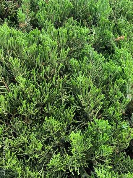 Obraz green moss background