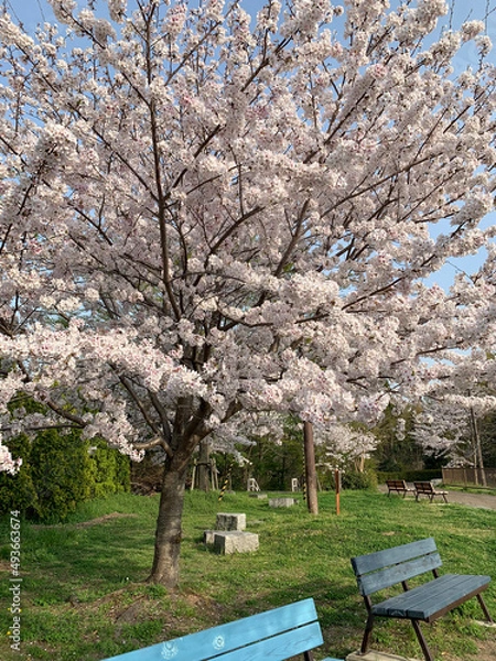 Obraz cherry blossom tree