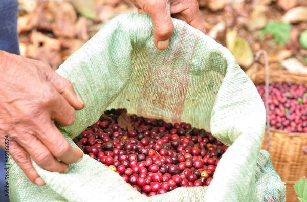 Obraz red berries coffee beans  in plastic bag