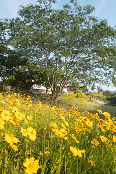 Obraz tree in the field
