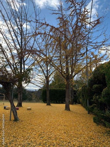 Obraz autumn in the park