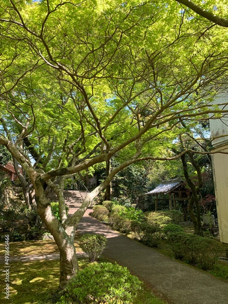 Obraz spring in the park