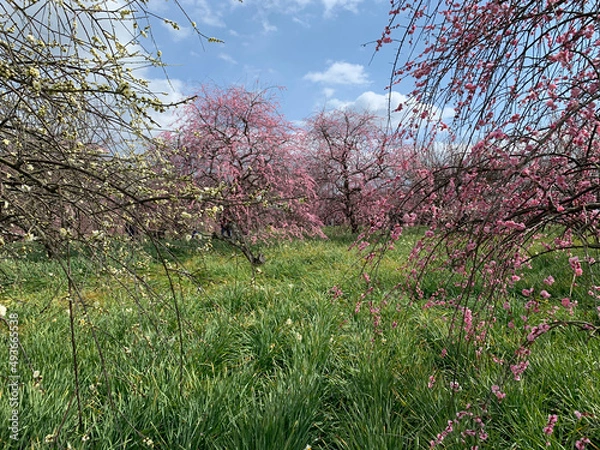 Obraz cherry blossom