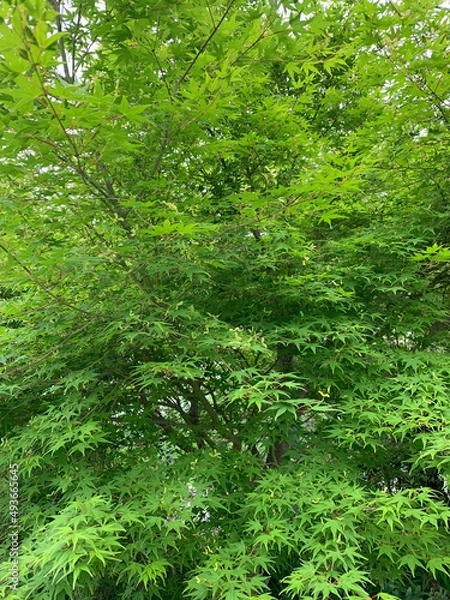 Obraz green forest background