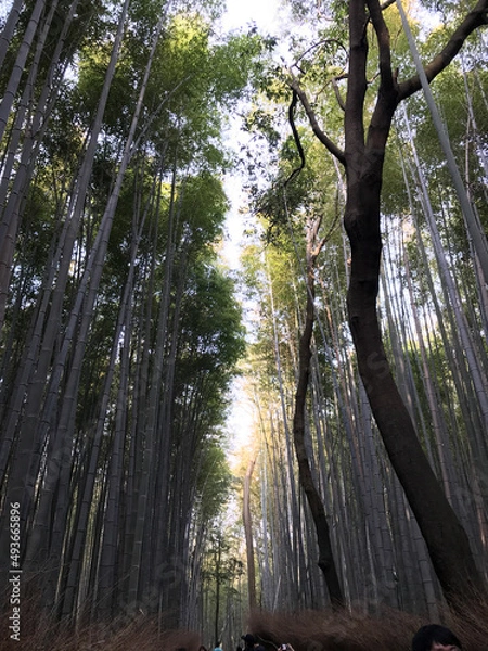 Obraz morning in the forest