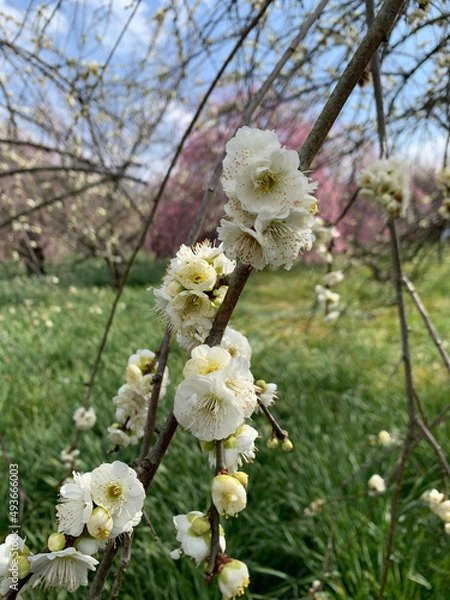 Obraz blooming cherry tree