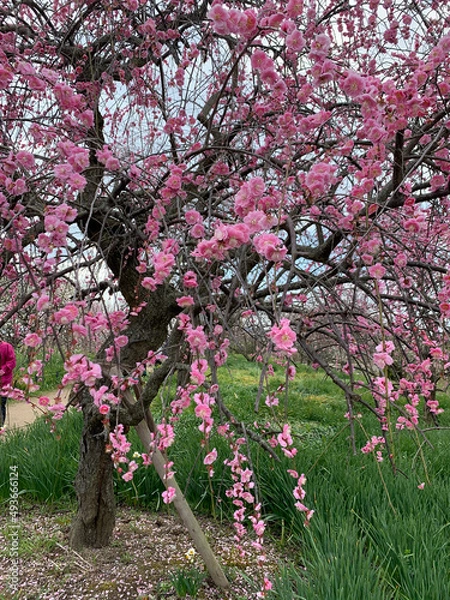 Obraz pink cherry blossom
