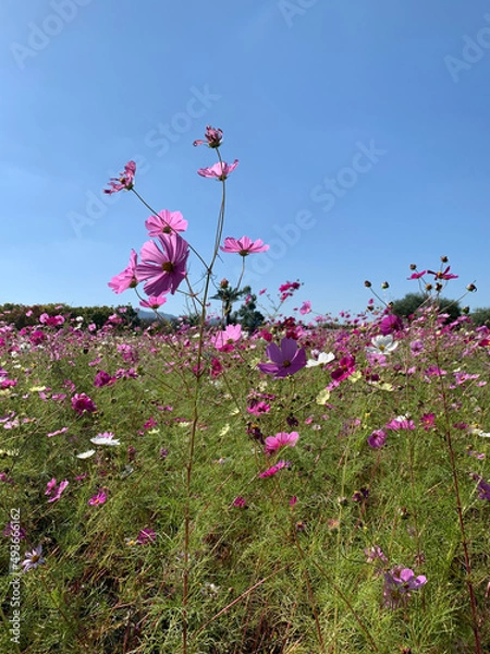 Obraz pink flowers and sky