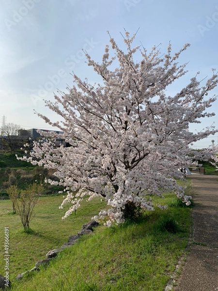 Obraz cherry blossom tree
