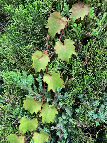 Obraz green moss on the vine