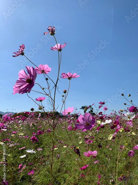 Obraz różowe kwiaty