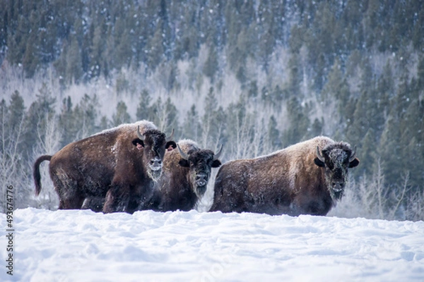 Obraz bison
