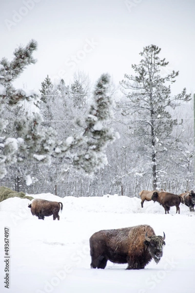 Obraz bison and elk
