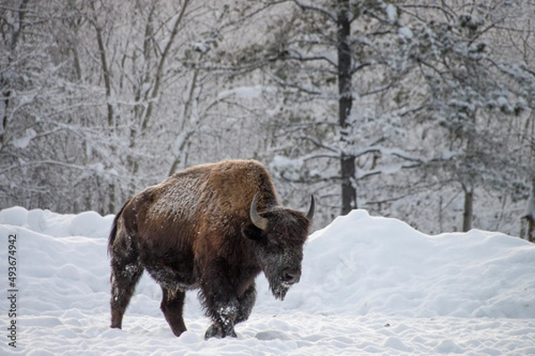 Obraz bison