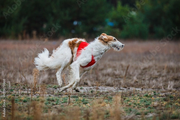 Obraz Coursing competition in the field Russian psovaya borzoi