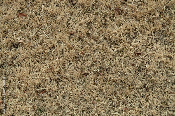 Obraz Winter dry yellow grass field