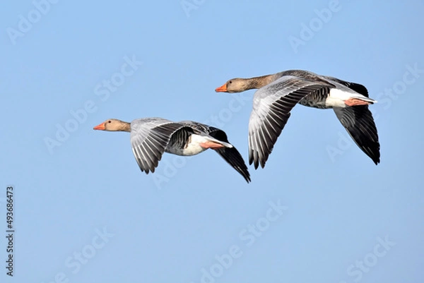 Fototapeta Graugänse im Flug