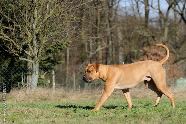 Obraz Boerboel