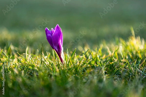 Fototapeta The first spring crocus flower