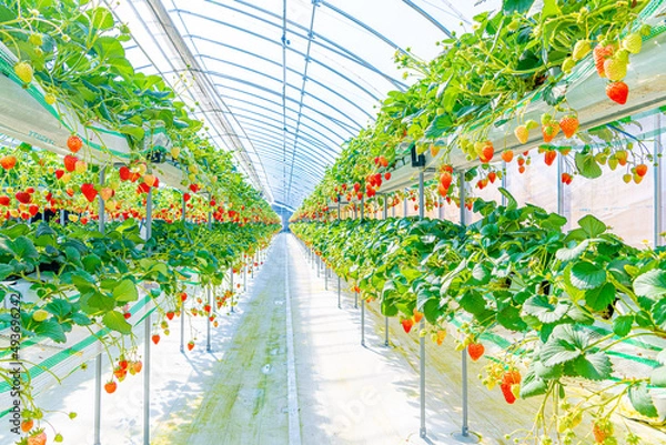 Obraz いちご狩り