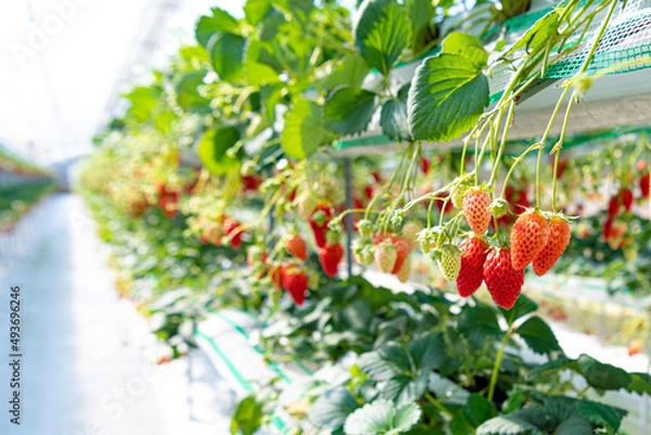 Obraz いちご狩り