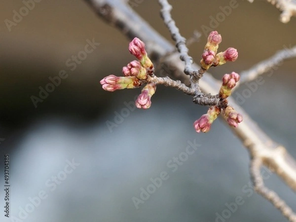 Fototapeta サクラのツボミ