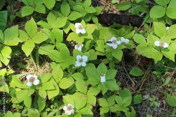 Obraz flowers in the garden