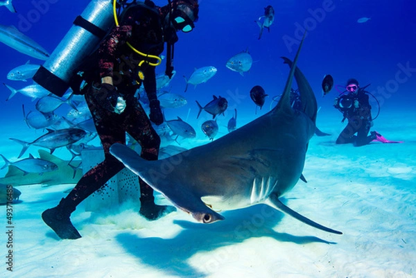 Obraz A close encounter with a great hammerhead shark 